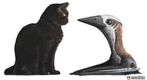 美研究：翼龍可能只跟你家的貓一樣大