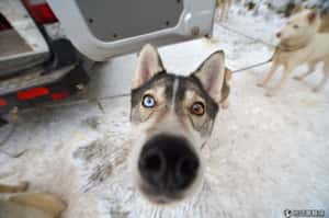 冰天雪地我最快  蘇格蘭的哈士奇雪橇犬競賽