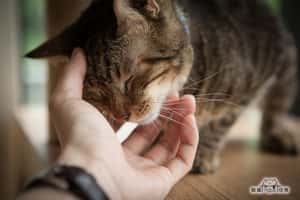 50多支喵星人影片，「酷貓任務」背後的推手其實你也認識