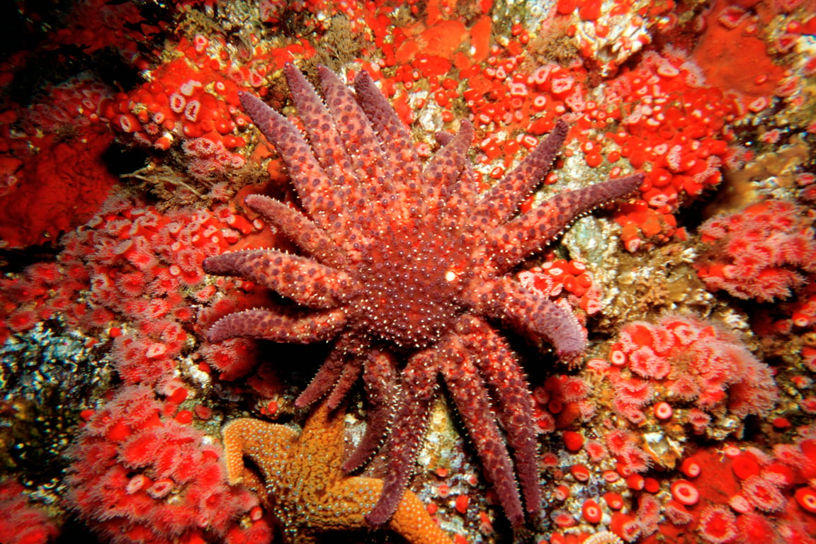 水底下的無聲疫情　向日葵海星將列入「瀕危物種」