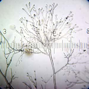 人類的火星移民計畫靠……真菌？