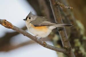 鳥兒築巢的動物毛從哪裡來？研究：從活動物身上偷拔