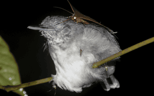 趁鳥打瞌睡來喝眼淚   亞馬遜雨林的蛾為什麼這麼做？