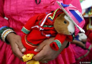 色香味俱全 秘魯天竺鼠節