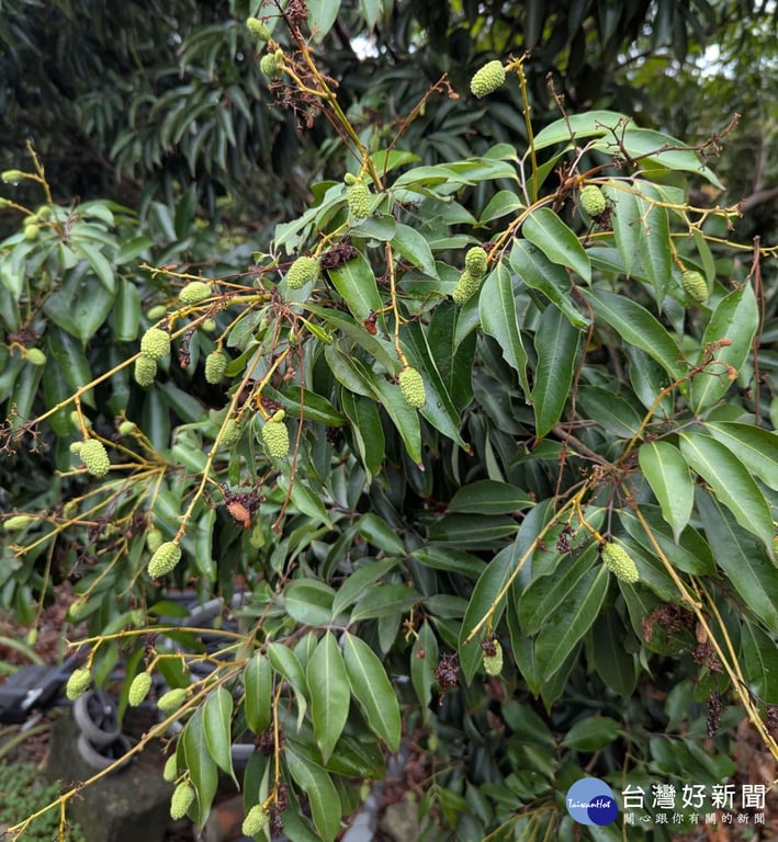 時值荔枝細蛾發生期　臺中區農改場籲請農友及早防治