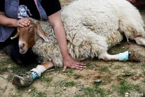 【死線追不完的地球 24小時】03/12 行動不便的牠們可以來這裡