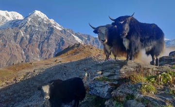 What Makes Mardi Himal Trek a Unique Experience Among Annapurna Trails