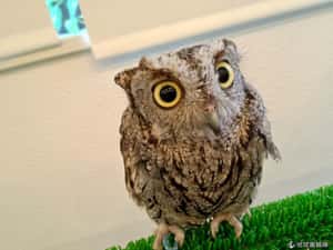 貓頭鷹現身咖啡館 萌翻日本人