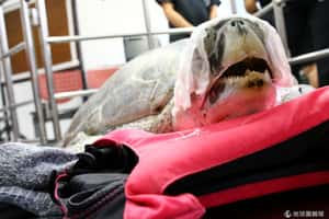 吃進915枚銅幣  泰國海龜因金屬中毒死亡