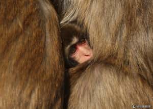 緊緊相擁的短尾猴