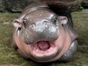 泰國侏儒河馬寶寶「彈跳豬」紅遍全球　那些小時候也很可愛的猛獸幼崽特輯