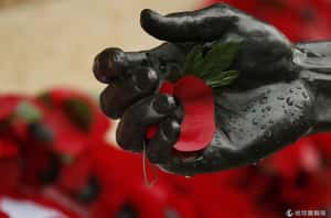 88萬朵血花悼念  英國舉行停戰紀念儀式向士兵致敬