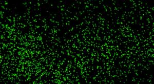 這才叫做「老不死」 日本科學家成功「喚醒」海底1億歲老細菌