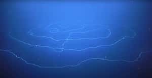 世界最長海洋動物現身澳洲 科學家：近兩隻藍鯨長