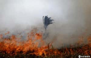 【為什麼我們要關心亞馬遜大火】地球供氧量與氧氣存量從哪來？到底夠不夠？