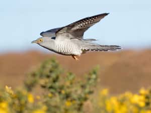 兩萬六千公里長征 小小杜鵑的史詩級旅程