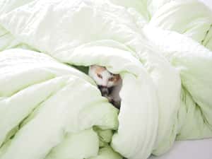  換新棉被後呼吸困難送醫，英國男子患罕見「羽絨被肺」