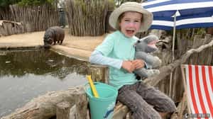 河馬不凶猛？ 澳洲設有專屬沙灘