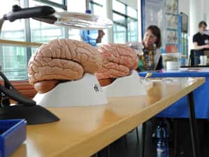 人腦為什麼這麼「大」？