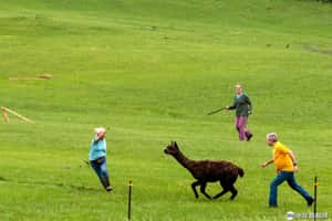 【芳草碧連天的地球 24小時】05/29  芳草趕羊駝