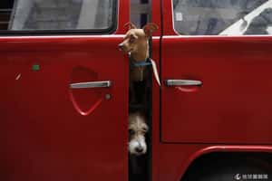 墨國品種狗遭綁數激增