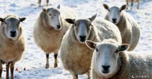 只剩下白色！冰雪世界中的羊咩咩