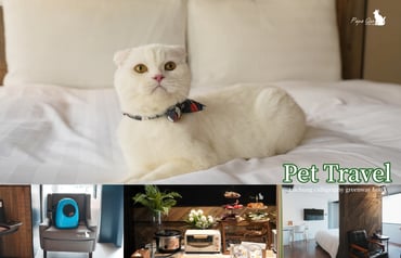 帶毛孩度假去！台中西區高CP值寵物住宿推薦，不限體重數量、下樓即逛勤美綠園道生活圈！