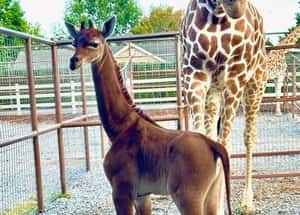 誰說長頸鹿一定有斑紋？美動物園：地球上唯一素色長頸鹿誕生