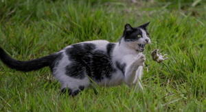 料理街頭的鼠王，華盛頓特區招募藍領貓上街捕鼠