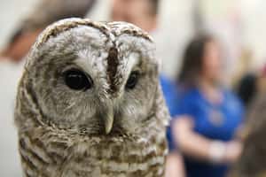 美國紐約貓頭鷹明星驟逝 毛茸茸身軀、圓滾滾大眼成絕響
