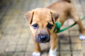 越南有人吃狗肉嗎？【地球幫你問】越南食衣住行篇