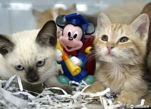 養殖場的「露西」引起發酵 英國要禁止幼貓狗販售