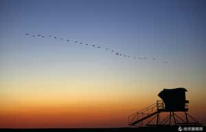 英學者解開飛鳥V型隊伍謎團