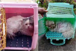 猴硐貓口竄升 半年湧入50隻棄貓