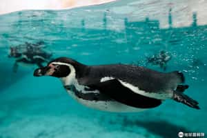 倫敦動物園慶祝同志驕傲月：有些企鵝是同性戀，那又怎樣