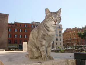 羅馬浪貓庇護天堂 千年神廟遺跡成貓跳台