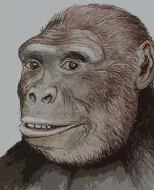 最新研究：人類演化始於歐洲 部分學者存疑