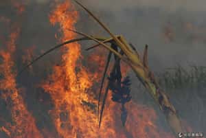 印尼森林大火懶人包