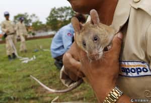 小兵立大功 柬埔寨「掃雷鼠」讓地雷無所遁形