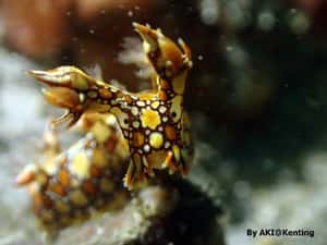 【看見台灣】水下攝影的華麗世界