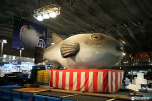 全球暖化出現大量雜種河豚  日本政府：不准賣