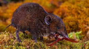 刺蝟：牠不是老鼠，牠是我親戚！科學家辨識出5種新毛蝟