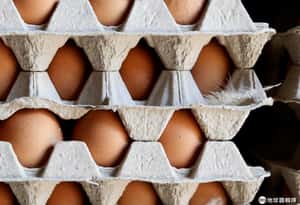只要開心雞蛋 歐盟擬新規：只有照標準的雞生下的蛋才能免關稅