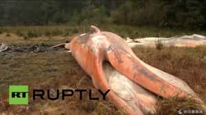 史上最嚴重  智利發現337頭鯨屍