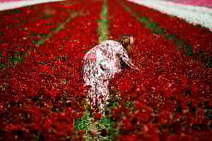 【地球 24小時】04/14  花紅人也紅