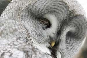 研究發現：晨型人和夜貓族的腦袋狀況不一樣