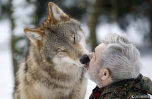 狼的報恩 德學者養狼40年(2020/06/11更新)