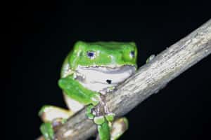 亞馬遜樹蛙黏液有奇效  Kambo傳統療法風行歐美