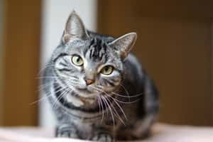 研究：被貓身上的寄生蟲感染，可能變得更有創業家精神