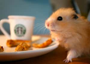 時鐘基因解開不吃早餐反倒增胖之謎